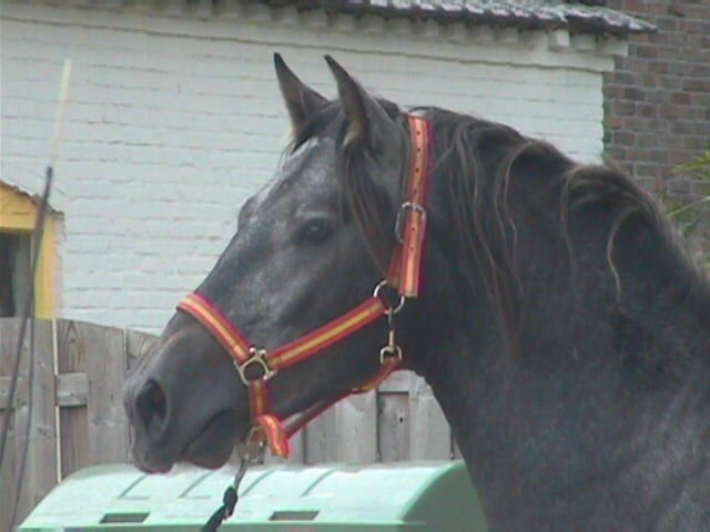 Afbeelding