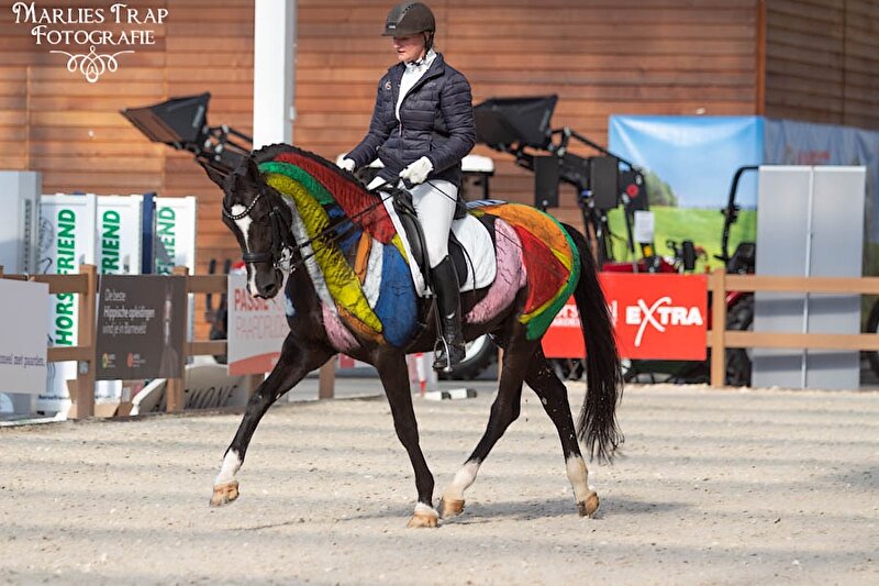Regenboog paard