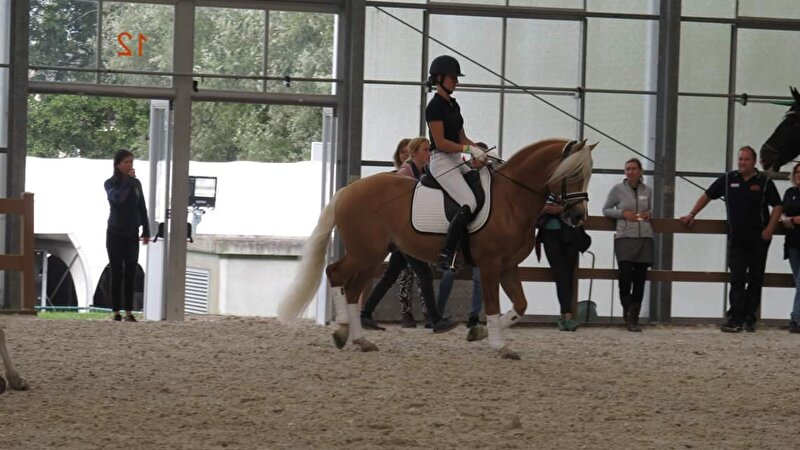 De veelzijdige Haflinger