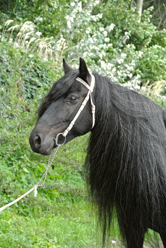 Fell Pony tijdens fotoworkshop