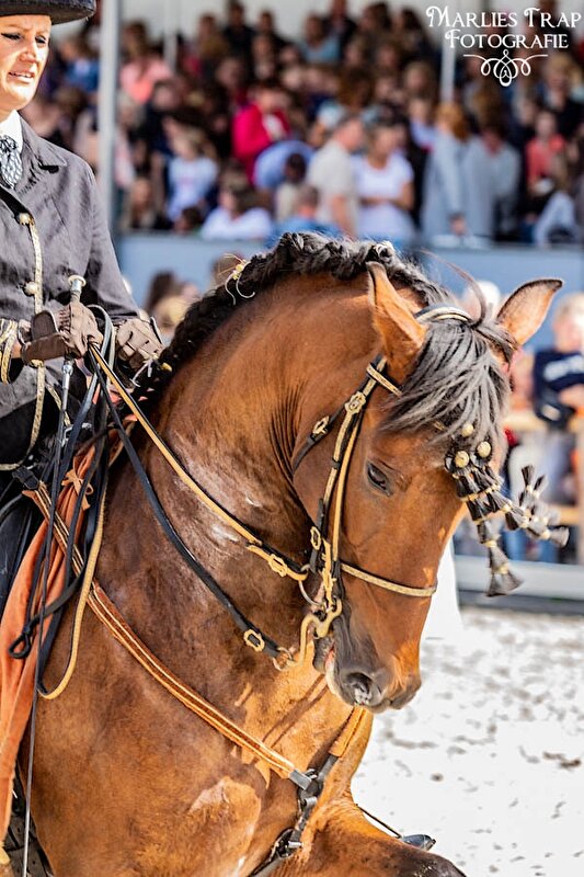 Spaans paard