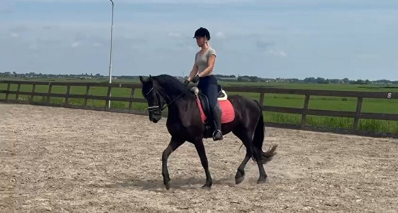 [FOTO]Hét Friese Paarden topic deel 2!