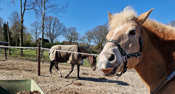 [FOTO] Disapproving animals