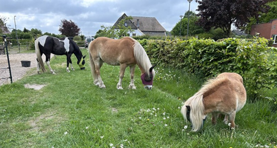 [FOTO]Show je paddock paradise!