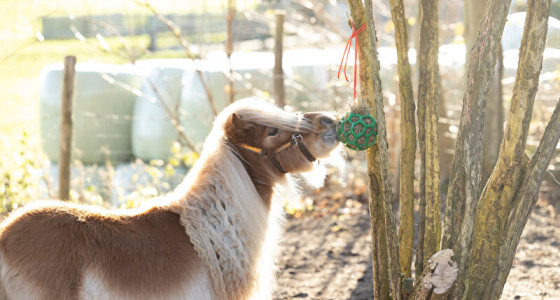 [VOLG] Shetlander Beer, van mager en ziek tot gezonde pony