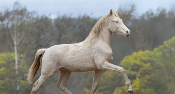 [VOLG] Mijn pony droom in Zweden