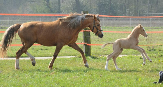 Harmonie in chaos vinden