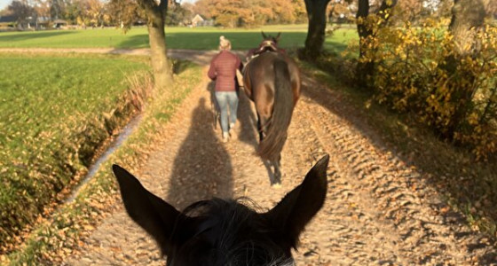 Sportieve stippel in de maak: Appaloosa x KWPN