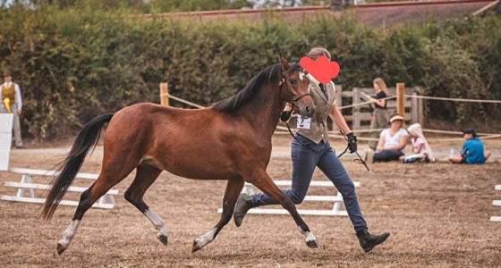 Kletstopic ponyfokkerij