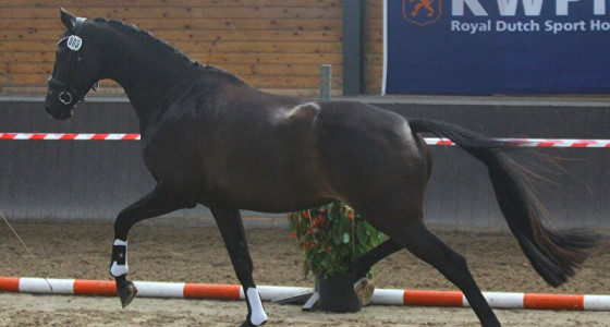 Kletstopic dressuurfokkerij II
