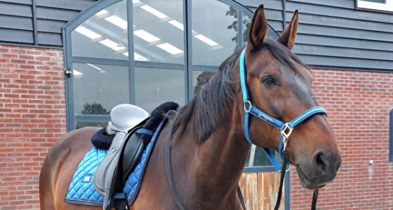 PS of Sweden & Equestrian Stockholm deel 4!!