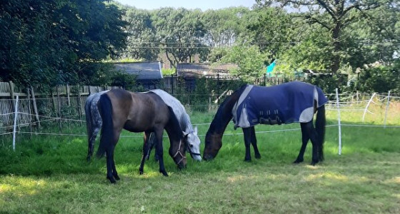 De avonturen van Sally en Lucy, de weg naar een beter leven