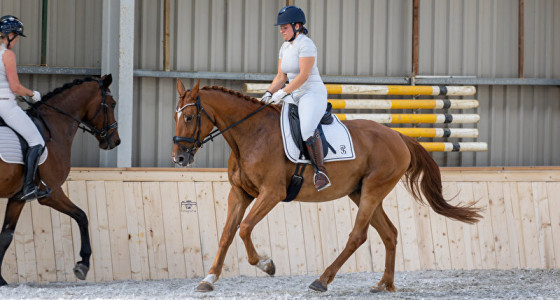 Wie gaat er op zoek naar een nieuw paard -deel 3