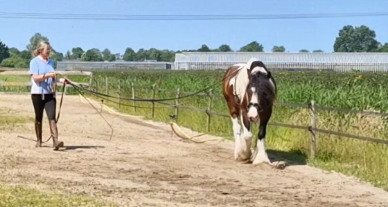 Paarden die in 2025 beleerd gaan worden