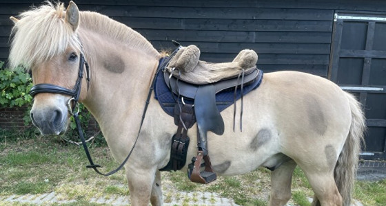 Het paarden aan huis topic deel 10