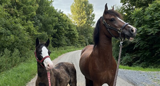 Welsh Cob baby verwacht mei’25