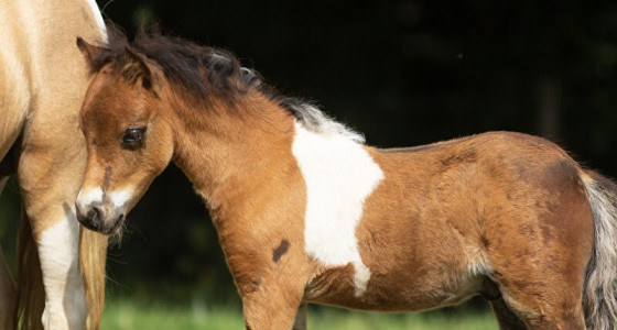 JL minipaarden verwacht maar liefst 20 veulens in 2025 !!