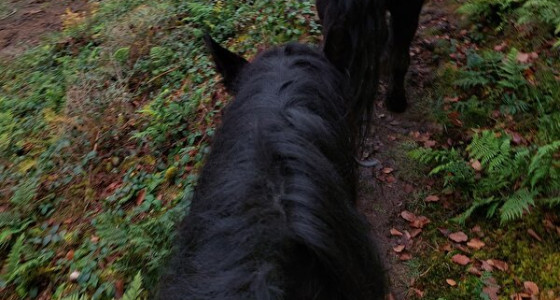 [VOLG] Leven als Callas in Frankrijk! Mo & Co in: Het tij keren deel 2