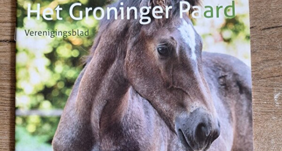 Stal Muronia hoopt op een zeer gewenst Groninger veulentje in 2026