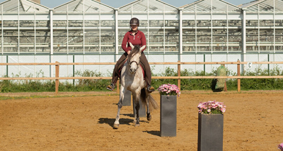 Clinic Working Equitation met PRE Latino!