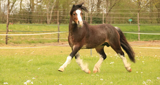 Welsh A hengst Flash voor de lens