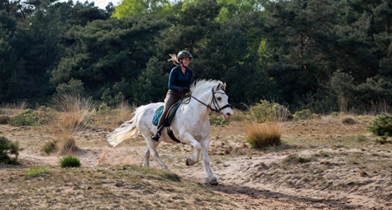 Angel op de heide