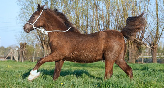 Smokey black welsh cob Ysewyn Siencyn ap Sublime