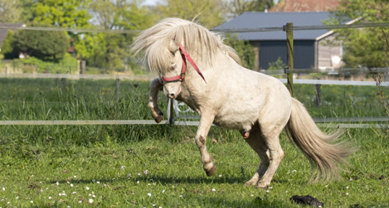 Mijn nieuwe Perlino aanwinst Pegasus