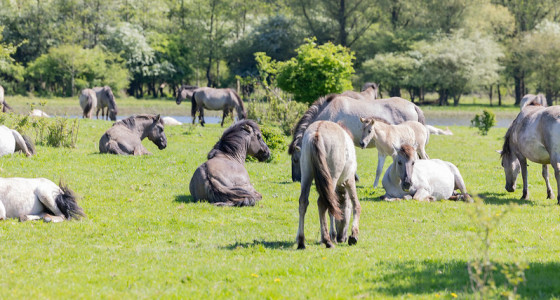 Konik paarden in De Stille Kern, Zeewolde