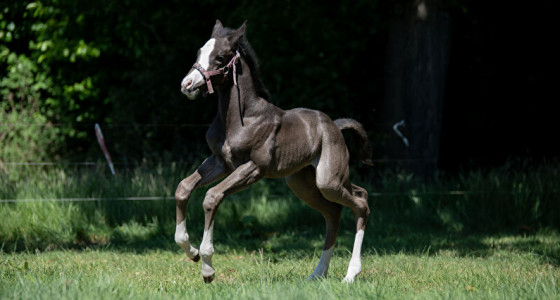 Dallas haar eerste week