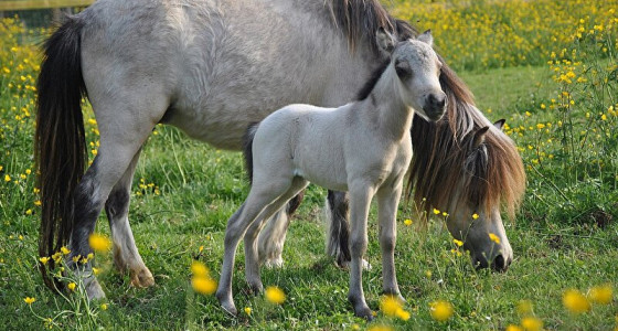 Mini-maatjes geboren: Wat een bijzondere veulens dit jaar!