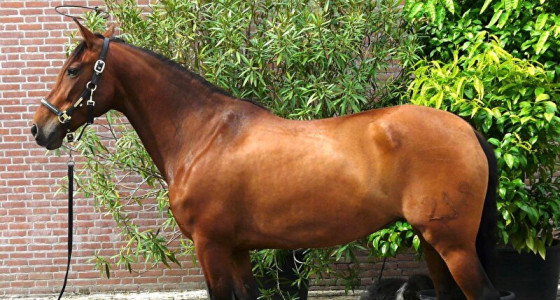 Valk PRE verwacht