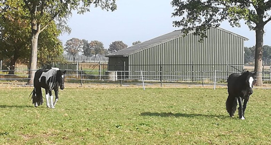 Grasbeheer - Strookbegrazing, omweiden , ...