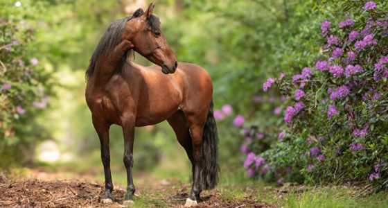 Starlight voor de rhododendron