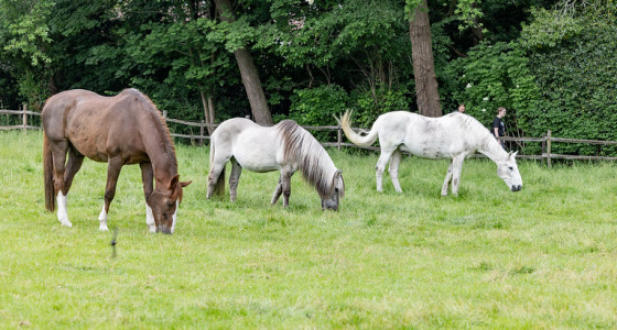 [FOTO] Open dag De Paardenkamp, Soest
