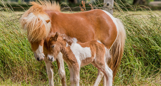 Welkom lieve Rosie