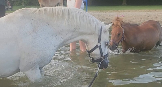 Heerlijk zwemmen met de Zeepaardjes