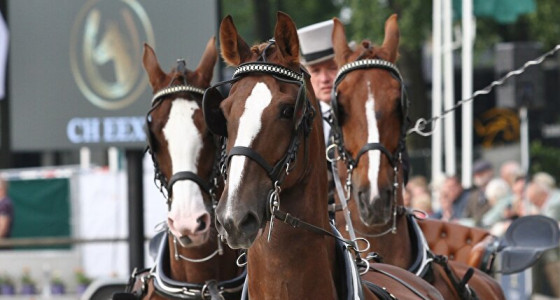 Finale Rondje Drenthe om het Bronzen Bartje in Norg