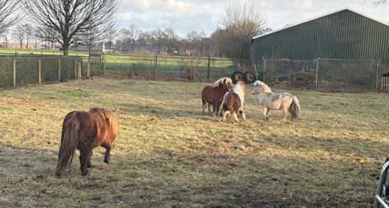 [VOLG] Een kudde shetlanders in een paddock paradise