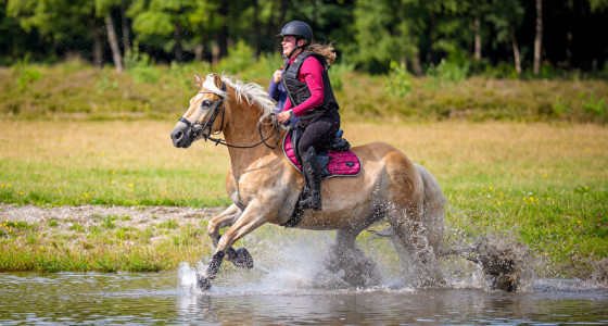 Eventing les de te vrolijke haflinger Alano