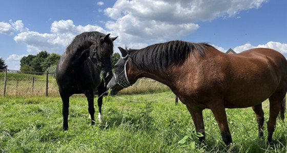 [volg] (drachtige) Welsh cob merrie Magic