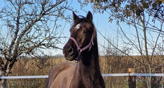 Emigreren? Ja, natuurlijk! Deel 5 ✈️