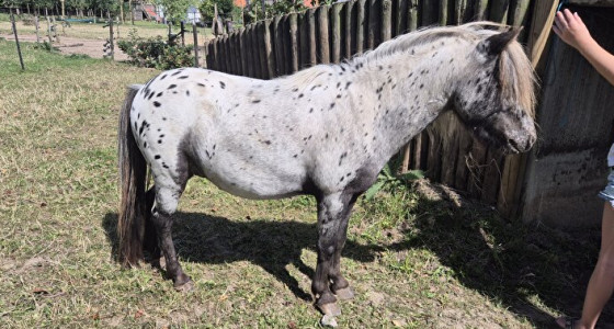 Keuzen stress, iets met teveel pony's