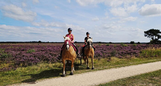 Waar mooie paarse heide? Wandeling morgen.