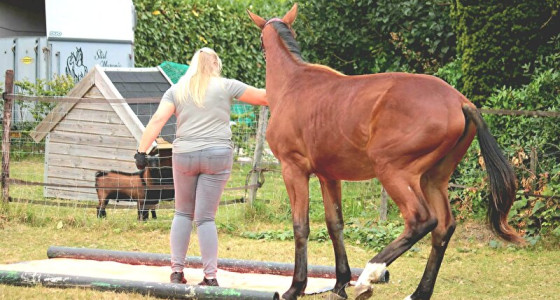 Jaarling Sylfonia schriktraining