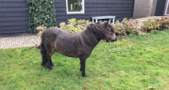 Hoefbevangenheid 3,5 jarige shet