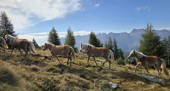Haflingers in de Dolomieten