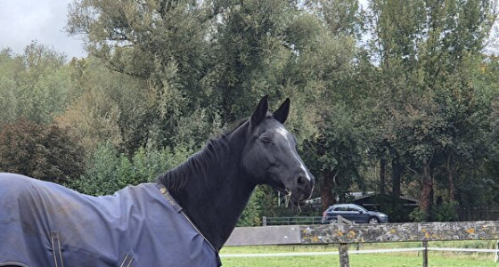 Saphira, onze nieuwe aanwinst