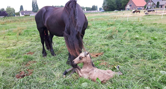 Van veulen tot mijn knappe maatje!