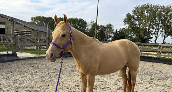 [VOLG] The Fantasy Continues